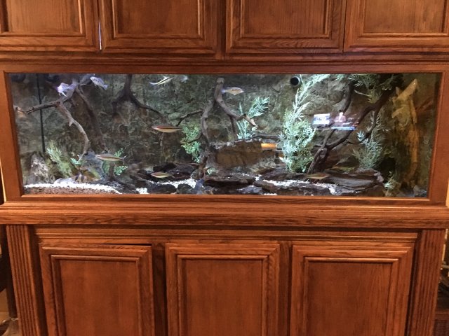aquarium front.JPG aquarium front.JPG