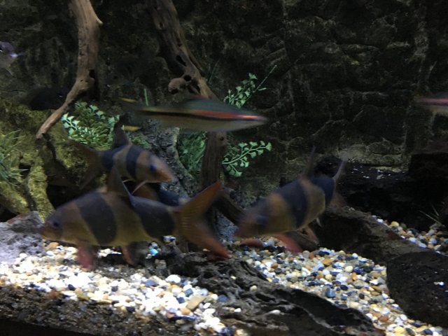 loaches and roseline.JPG