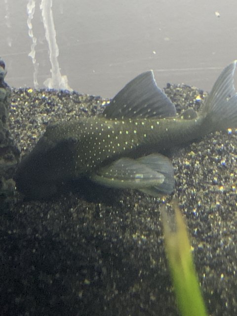 3BFCB146-A01A-4C9F-A22C-11959BB5CD07.jpeg 3BFCB146-A01A-4C9F-A22C-11959BB5CD07.jpeg