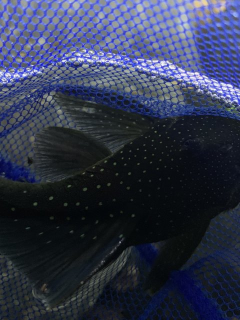 377AC890-9103-4217-91B2-D17B279E73D7.jpeg 377AC890-9103-4217-91B2-D17B279E73D7.jpeg