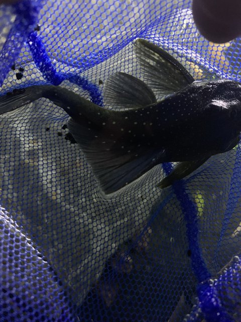 B092866F-8CE3-45C8-A2EC-721753FF786D.jpeg B092866F-8CE3-45C8-A2EC-721753FF786D.jpeg