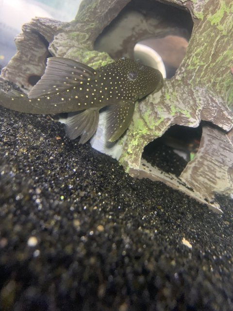 9E1D5806-9B0B-424B-AC30-FB1A7FAFE3AA.jpeg 9E1D5806-9B0B-424B-AC30-FB1A7FAFE3AA.jpeg