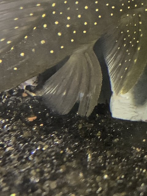 E62CBC53-0590-48BE-BBCD-AB1B32652E05.jpeg E62CBC53-0590-48BE-BBCD-AB1B32652E05.jpeg