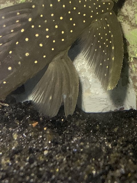 133FA936-FF13-488B-A2AE-7178CD9E66FE.jpeg 133FA936-FF13-488B-A2AE-7178CD9E66FE.jpeg