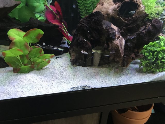 0C45596C-FC20-4E66-A5AF-6EBDB48975E5.jpeg 0C45596C-FC20-4E66-A5AF-6EBDB48975E5.jpeg