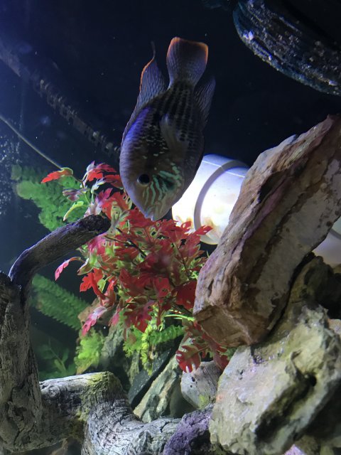 F0A336CF-C00A-4757-9639-5478CBAE207B.jpeg F0A336CF-C00A-4757-9639-5478CBAE207B.jpeg