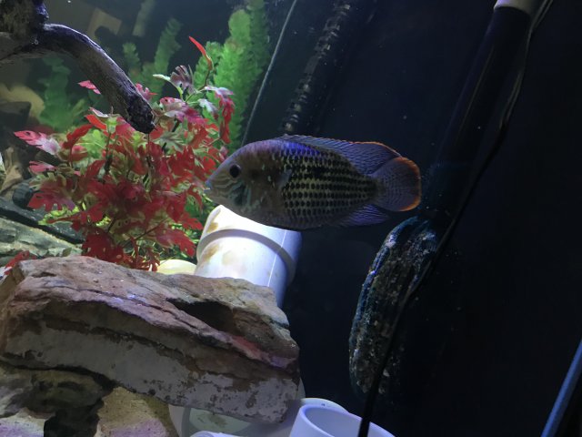 321E68A2-C262-494E-8766-0C4B76A2DB12.jpeg 321E68A2-C262-494E-8766-0C4B76A2DB12.jpeg