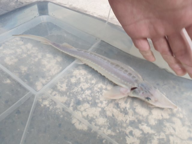 Platinum Sterlet 2.jpg