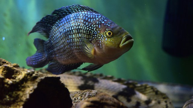 DSC_7458_361.JPG