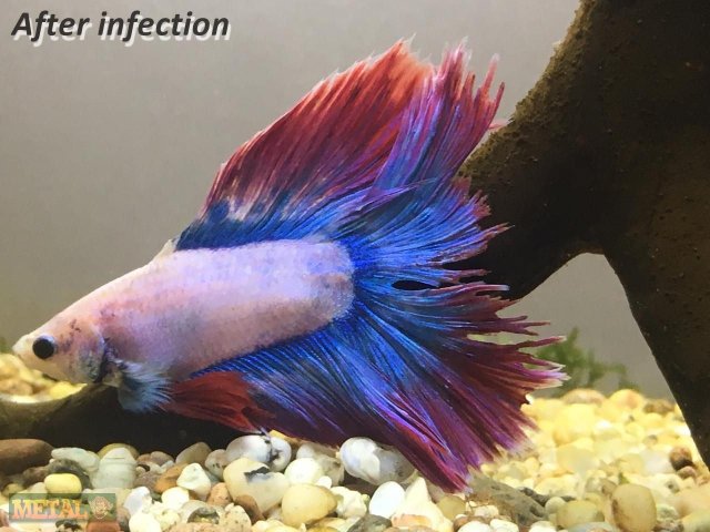 Betta Fin Infection (After)_wm.jpg