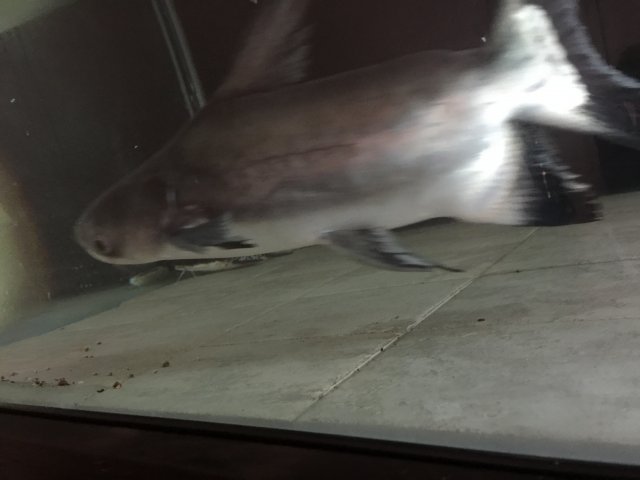 IMG_0676.jpeg