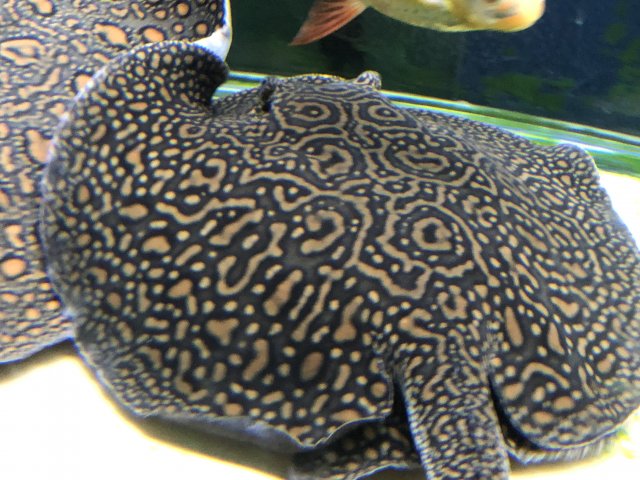 Freshwater stingrays for sales sale near me