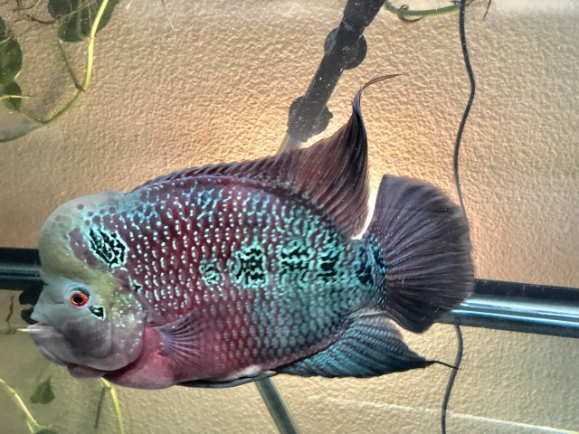 flowerhorn2.jpg