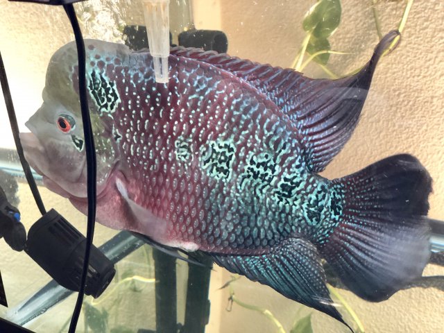 flowerhorn3.jpg