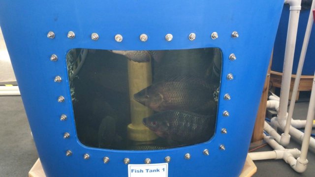 fish food 1.jpg