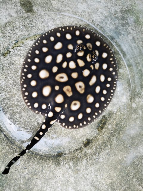 IMG-20190704-WA0013.jpg