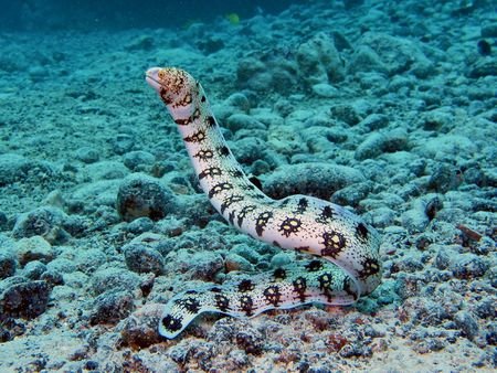 snowflake-eel-584a02913df78c491ef4ad92.jpg