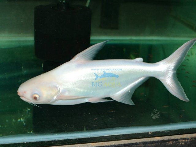 Albino Pangasius Larnaudii.jpg