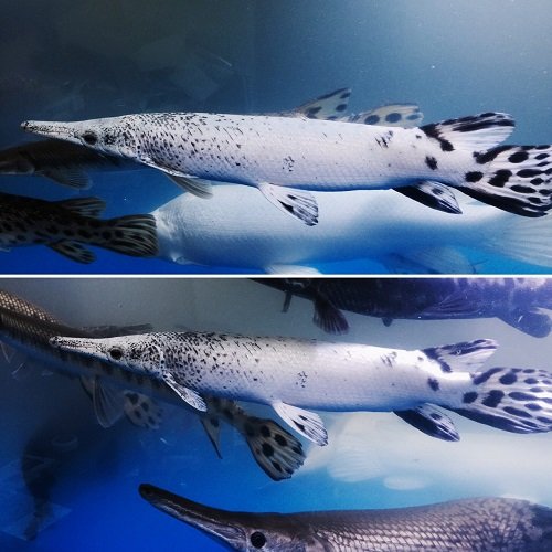 Platinum Tropical Gar 4.jpg