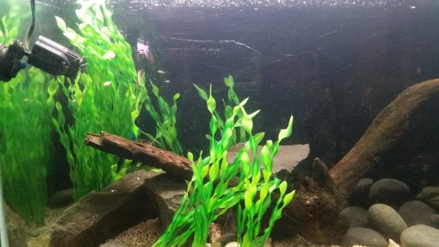 Tiny Tilapia.jpg