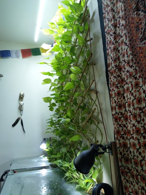 pothos.jpg