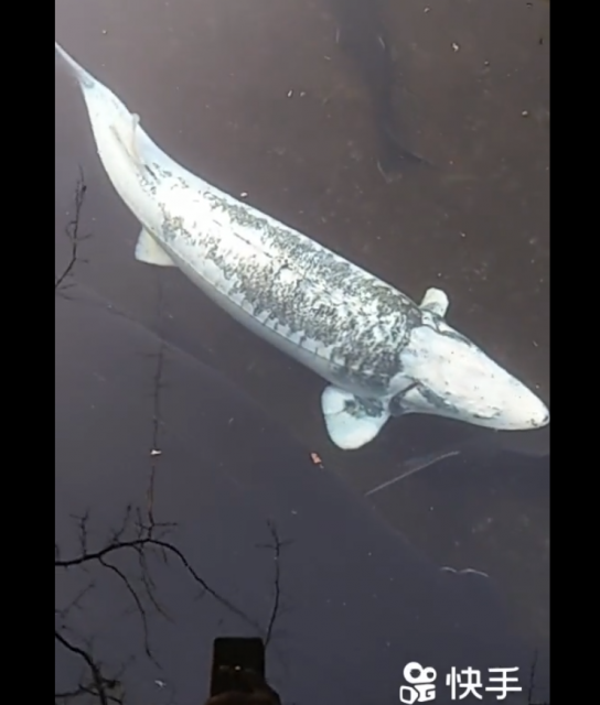 Piebald Sturgeon 1.png