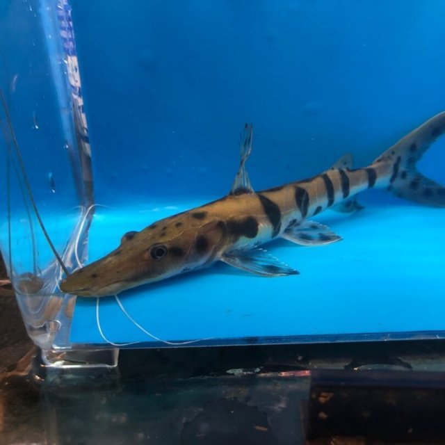 exoticfishshop.com-tiger-shovelnose-02.jpg