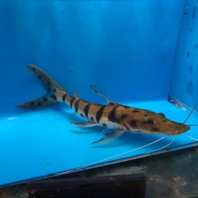 exoticfishshop.com-tiger-shovelnose-06.jpg