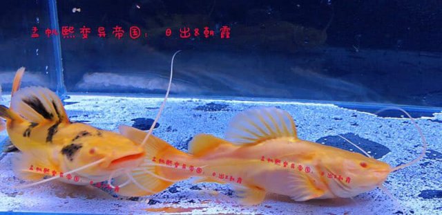 Albino Rtc 2.jpg