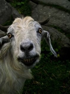 ad169c27a9a63f376e9e59a8914e66c4--smile-teeth-happy-goat.jpg