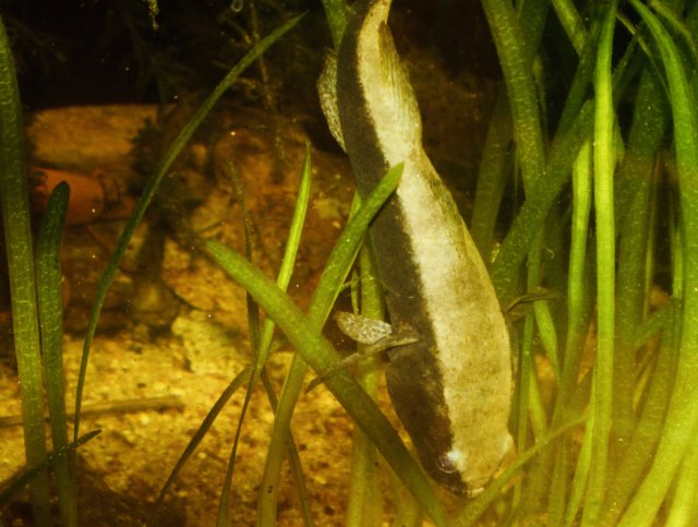 Water Cow Gulper Or both MonsterFishKeepers