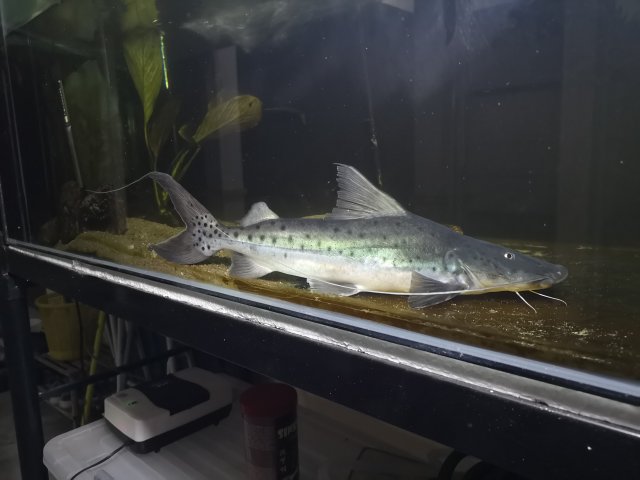 IMG_20190807_234726.jpg