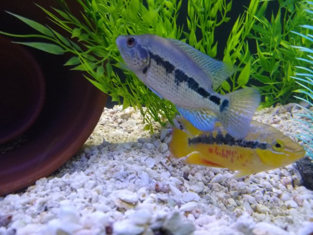 IMG_20190807_184912899.jpg IMG_20190807_184912899.jpg