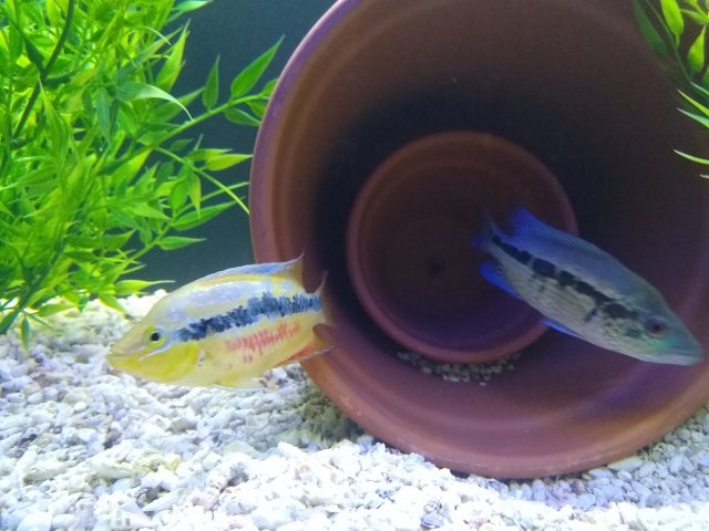 IMG_20190807_184855621.jpg IMG_20190807_184855621.jpg