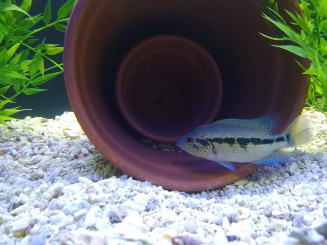 IMG_20190807_184830228.jpg IMG_20190807_184830228.jpg