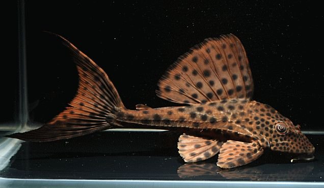 pleco.jpg