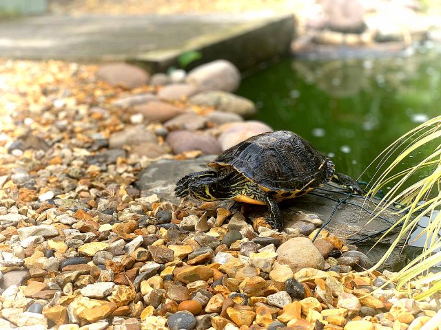 _20190809_063918.JPG