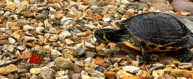 _20190809_064223.JPG