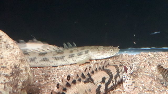 20190803_225851.jpg 20190803_225851.jpg