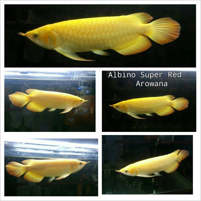 Albino Super Red 13.jpg