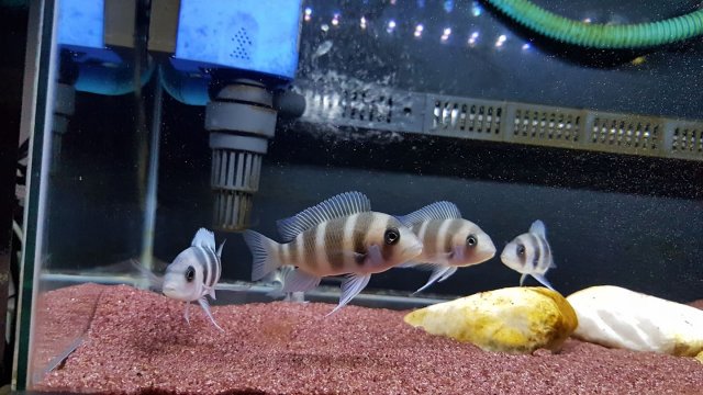 68749877_481510319311025_7852541999231008768_n.jpg 68749877_481510319311025_7852541999231008768_n.jpg