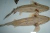 DSC00419.JPG