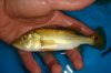 DSC00426.JPG