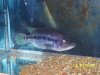 dovii 20 male 002 (Small).jpg