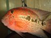 flowerhorn 2 004.jpg flowerhorn 2 004.jpg