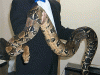 bigboa00.GIF