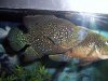 Paratilapia 031.JPG