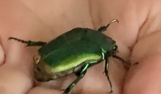 scarab.jpg