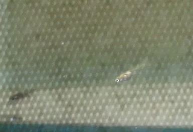 Capture        8467877.JPG