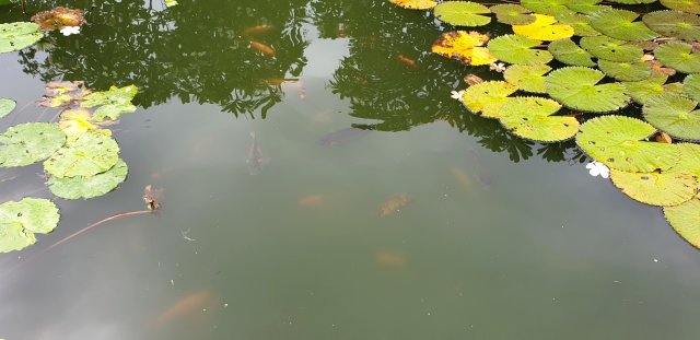 Oscars in pond 1.jpg